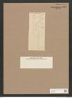 Diatomeae indet. Zeichnungen Sammlung Grunow Nr. 1465 (NHMW-BOT-W0368470)